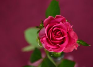 Permanent hair removal will help you feel beautiful like this rose.