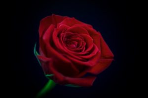 close up of a deep red rose in full bloom against a black background