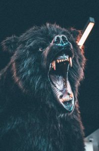 close up of angry bear's face with open mouth showing sharp teeth
